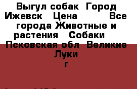 Выгул собак. Город Ижевск › Цена ­ 150 - Все города Животные и растения » Собаки   . Псковская обл.,Великие Луки г.